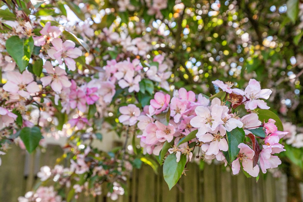 De Volder 71, Eline Makelaardij, Foto 35.jpg